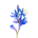 Blue Camas Studio